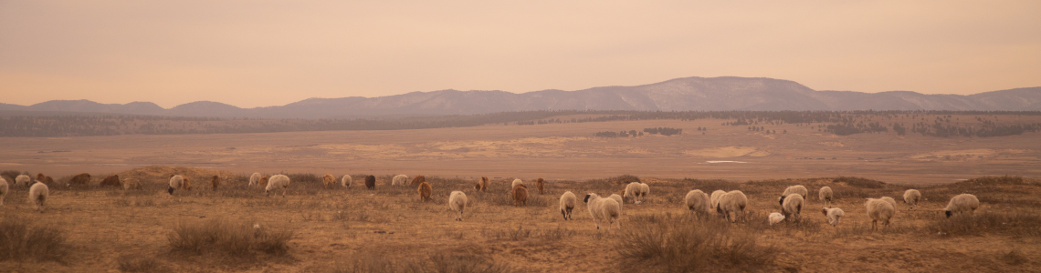 Mongolia&rsquo;s rough roads